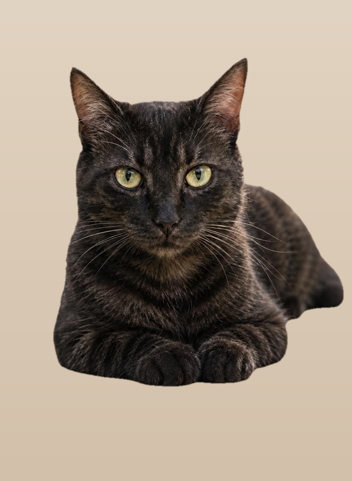 Foto della razza Gatto tigrato scuro