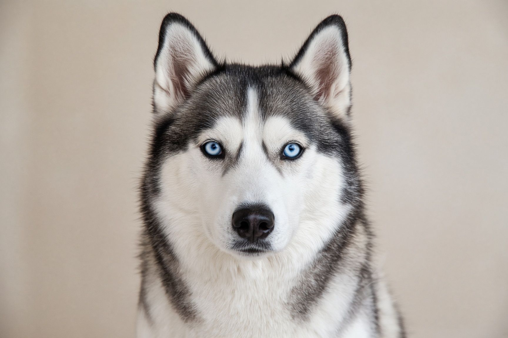 Foto della razza Husky Siberiano
