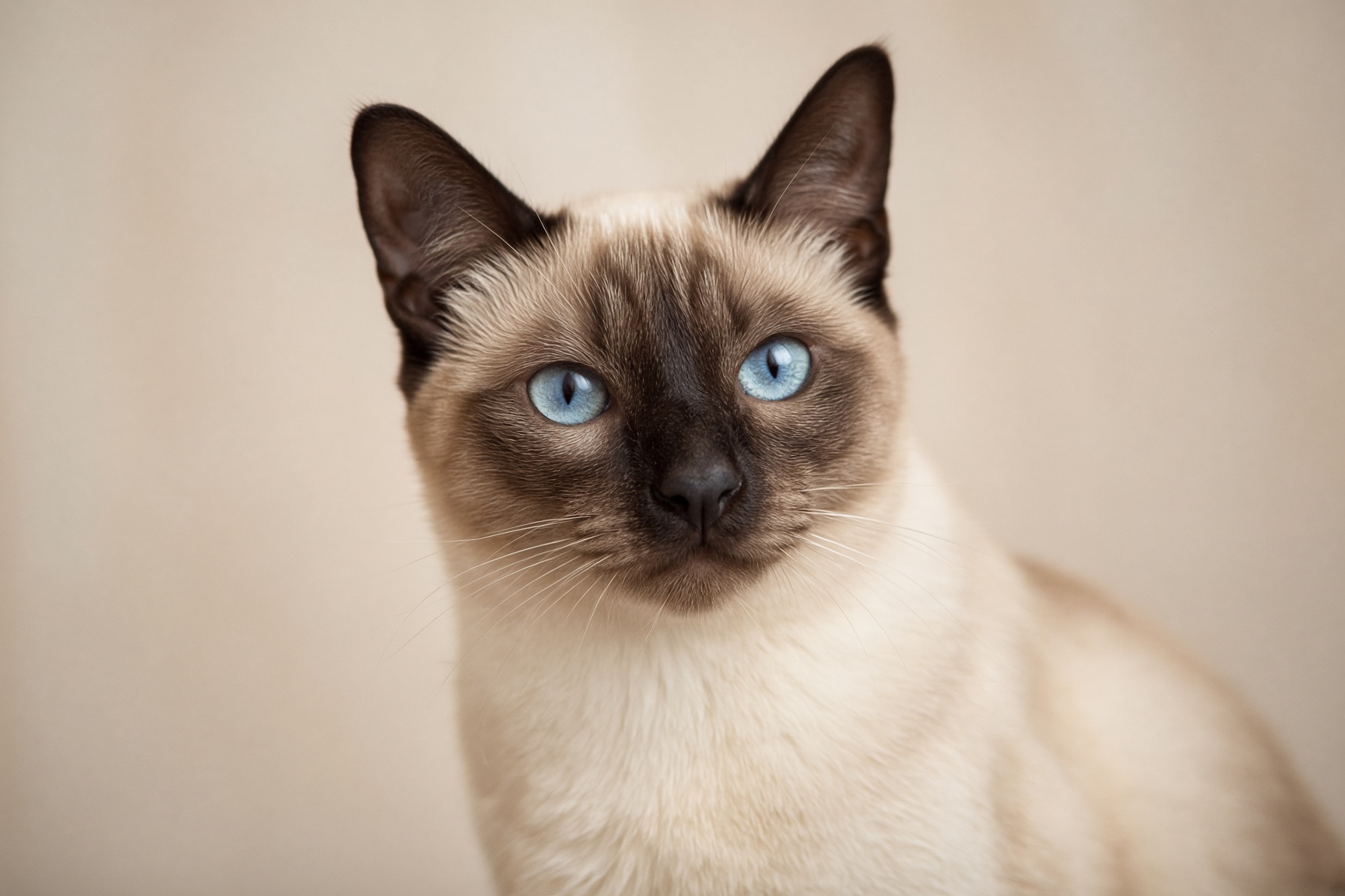 Foto della razza Siamese
